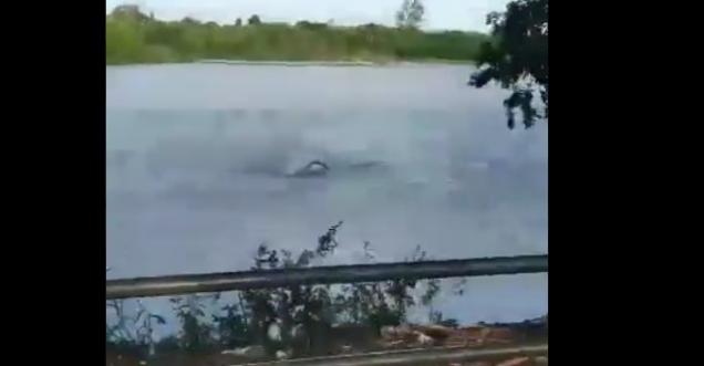 Man easily rescues himself of Crocodile in mid water, watch video
