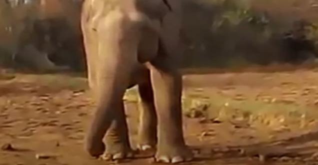 You will be shocked to know why the Elephant took 11 Hours to dug a hole, Quick to Attack