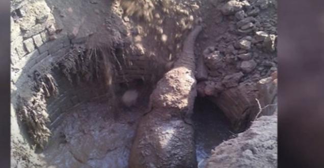You will be shocked to know why the Elephant took 11 Hours to dug a hole, Calf