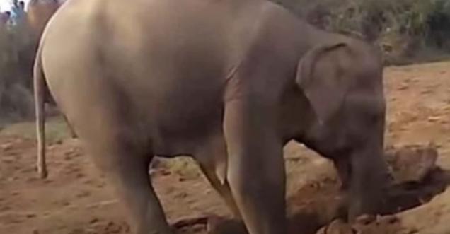 You will be shocked to know why the Elephant took 11 Hours to dug a hole, Dig Something