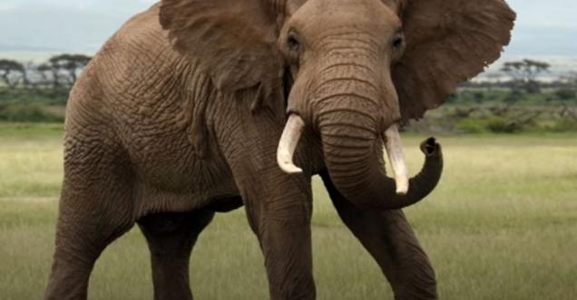 You will be shocked to know why the Elephant took 11 Hours to dug a hole, lost Elephant