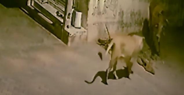 Brave bull drives off two lionesses in Gujarat village, video trends