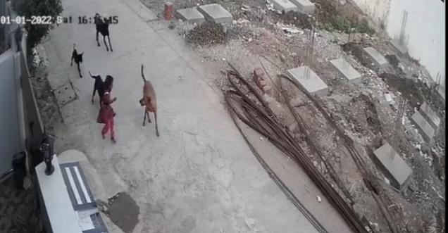 Horrific! Stray dogs mauled a 4 year old girl in Bhopal, saved by a stranger