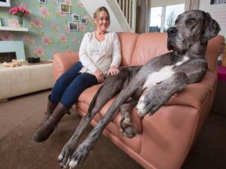 Worlds biggest Dog – Freddy-England; 7ft 6in;Guinness record