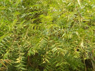10 amazing benefits of neem