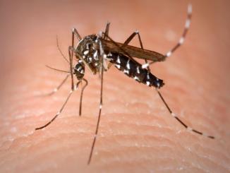 Dengue mosquito and Coconut oil factcheck