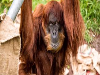 Farewell to the Oldest Sumatran Orangutan in the World