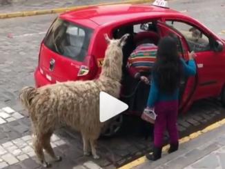 Watch Viral video of an Alpaca riding a taxi
