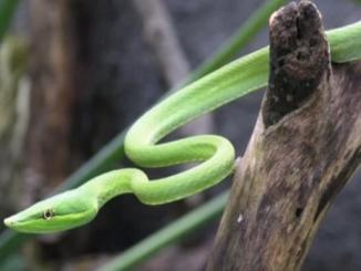 Seven most beautiful snakes all over the world that could amaze you