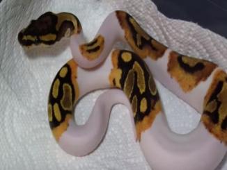 Seven most beautiful snakes all over the world that could amaze you, PIED BALL PYTHON SNAKES