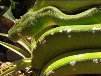 Seven most beautiful snakes all over the world that could amaze you, Green tree python