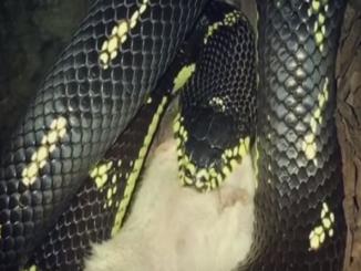 Seven most beautiful snakes all over the world that could amaze you, CALIFORNIA KINGSNAKE