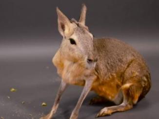 Five unique animals you will not believe exist, PATAGONIAN MARA