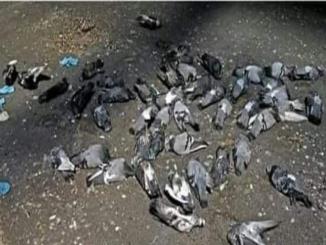 Pigeons have died in the Jamia Mosque Srinagar due to starvation is false