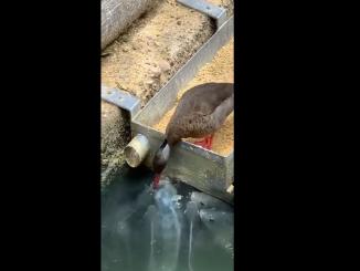 Original Source: YouTube duck feeding fish video