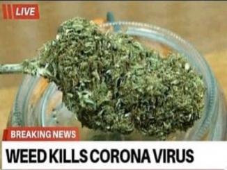 Marijuana coronavirus, can Marijuana Kills Coronavirus