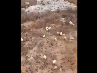 CoronaVirus Chicks Hatched From Eggs Near Surjani Town Karachi
