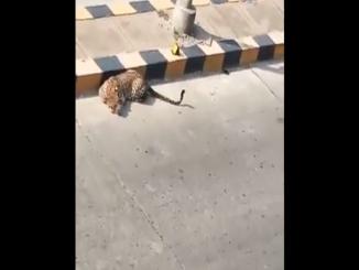 Video leopard seen under underbridge as from different parts of India