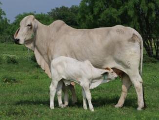 Amazing facts about cow the other cow mother