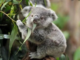 Amazing facts about  koalas