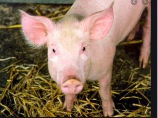Amazing facts about Pig