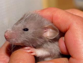 Amazing facts about  rat