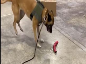 Viral Video: Police Dog Dances for His Toy