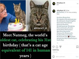 nutmeg worlds oldest cat