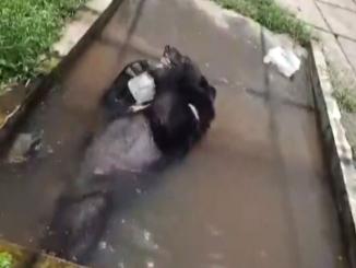 Daddy, the Himalayan Black Bear of Bengal Safari plays with a block of ice