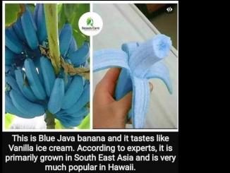 BLUE JAVA BANANA (Ice Cream Banana) : Is There Really a BLUE Banana