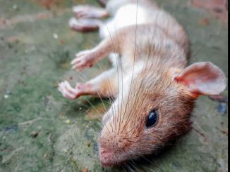 Is Omicron virus born from a rat? This theory is Dangerous for future