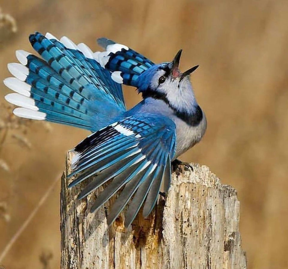 Have you seen the natures 8 Amazing top bluebirds, Soo beautiful ...